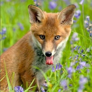 Meet your Posher, Somo